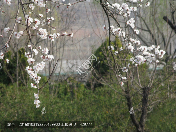 白色花,春季花開,春天