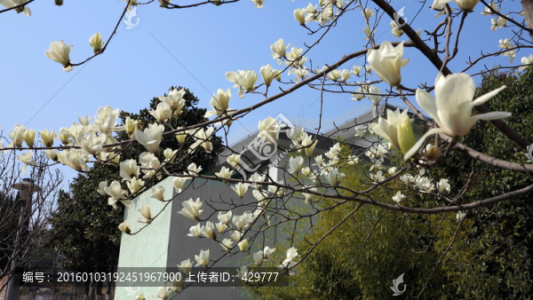 百合花開,春暖花開,白色花