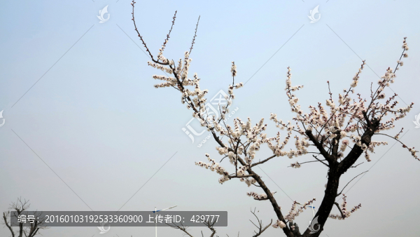 杏花,春天,白色花