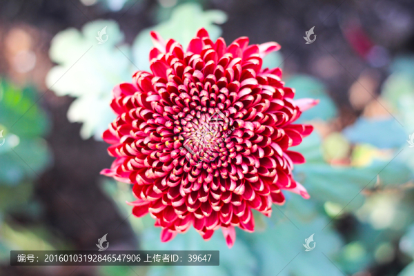 菊花