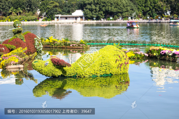 菊花