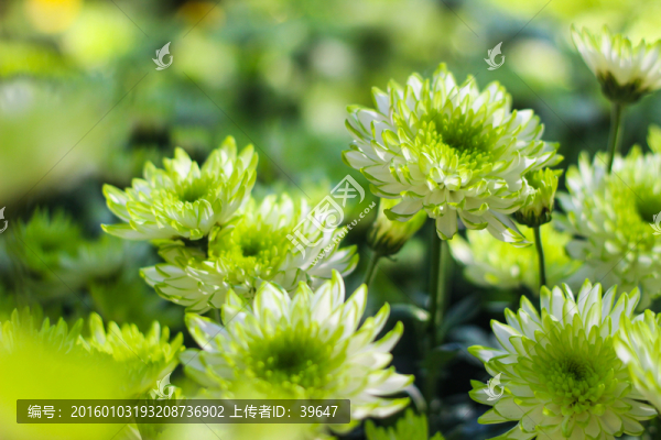 菊花
