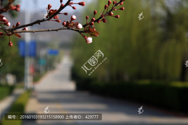 杏花,花骨朵,春天