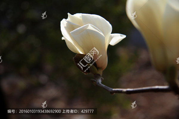 百合花特寫,春天花朵