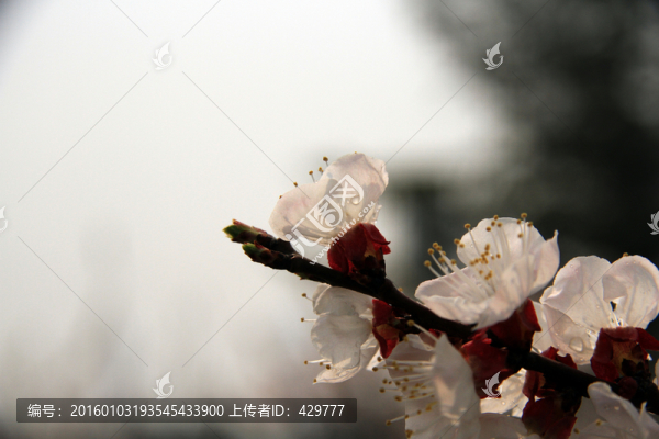 杏花,白色花