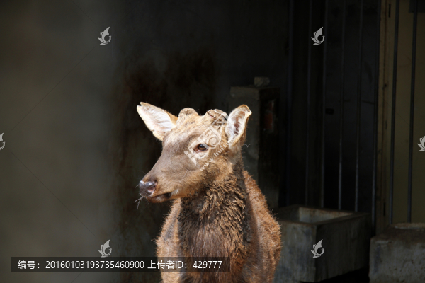 梅花鹿,小鹿