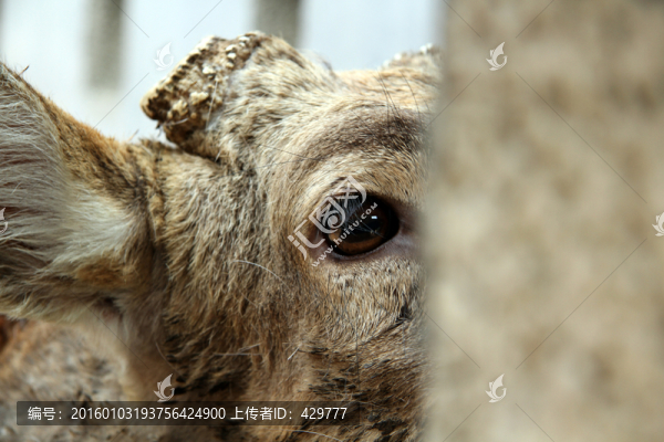 鹿眼