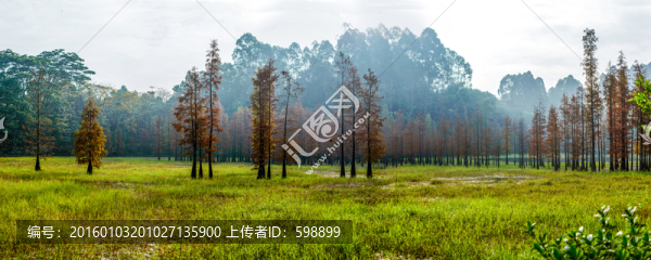 陽光水杉（高清）