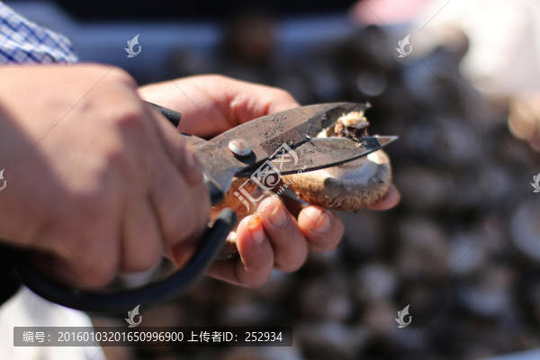剪香菇