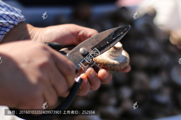 香菇剪腿