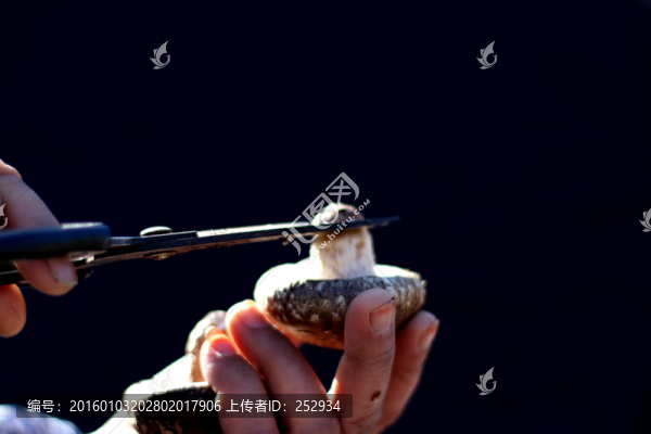 剪香菇