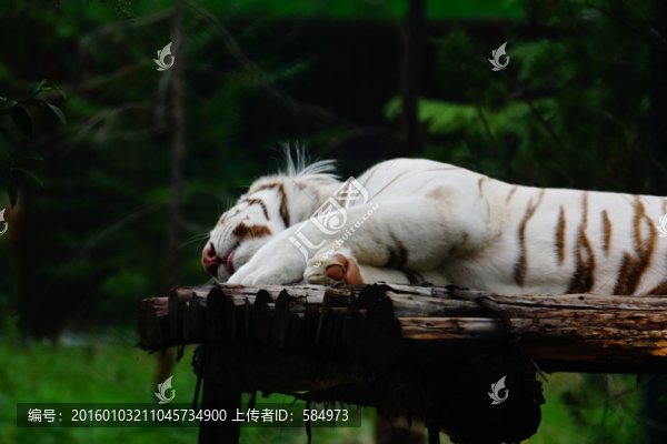 打盹的白虎