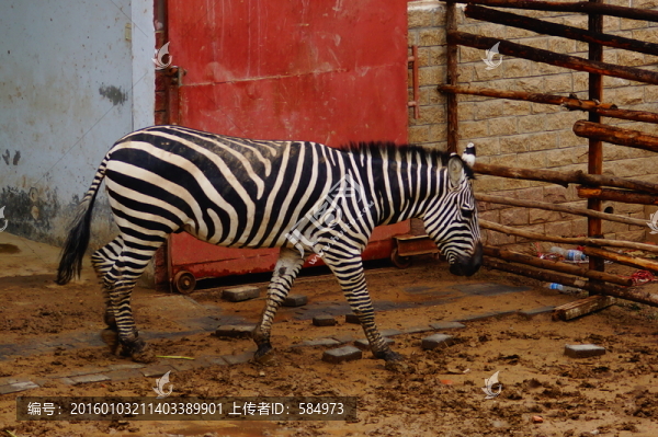鄭州動物園的斑馬