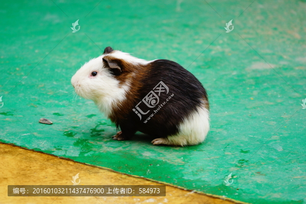 倉鼠