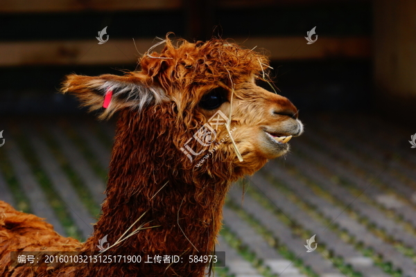 羊駝