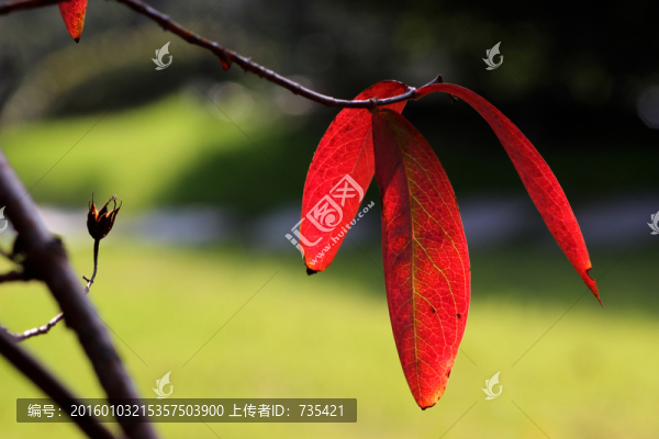 紅葉