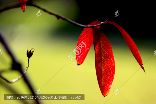 漂亮紅葉