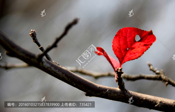 紅樹葉
