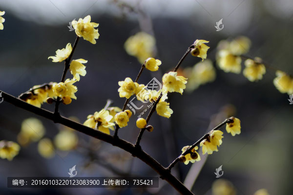 臘梅