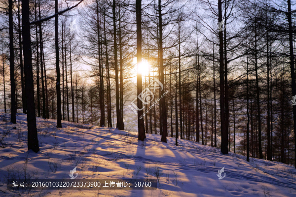 雪林暮色