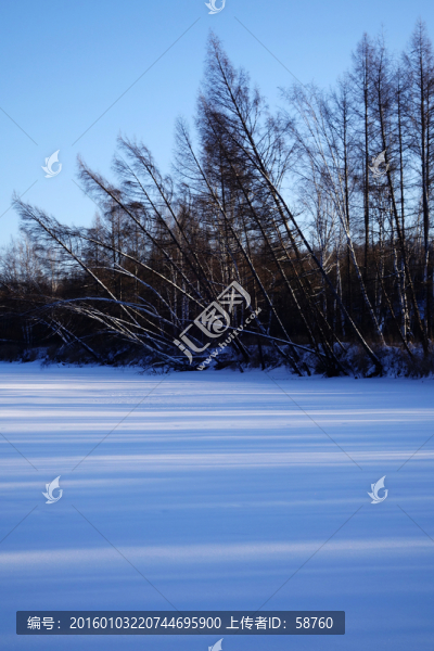 雪原樹林