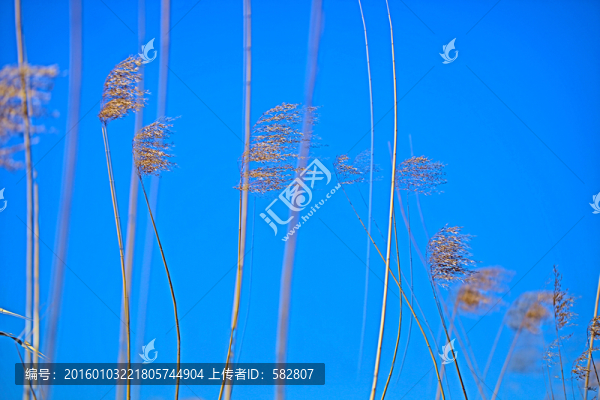 蘆葦
