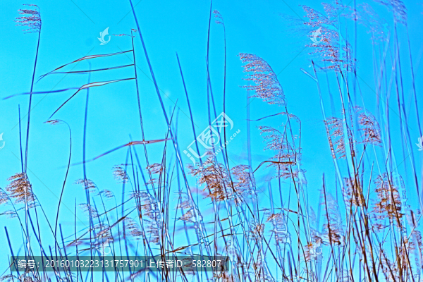 蘆葦