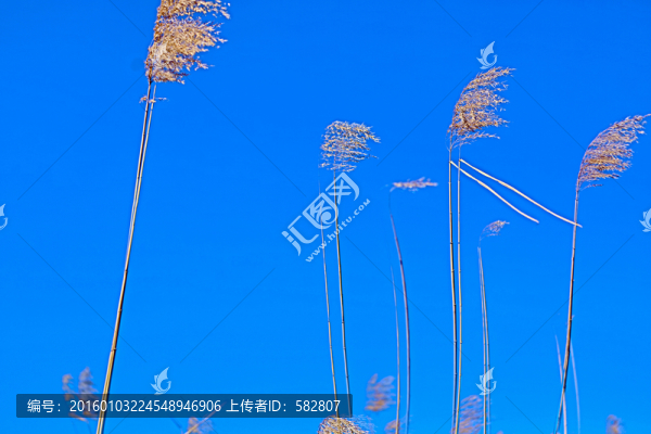 蘆葦