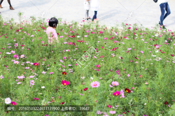 格桑花