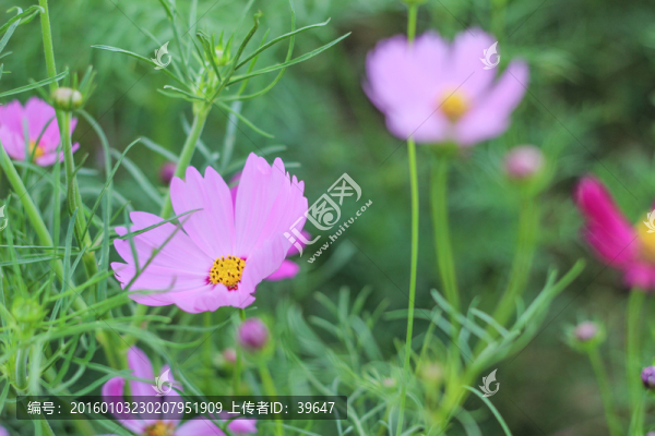 格?；? title=