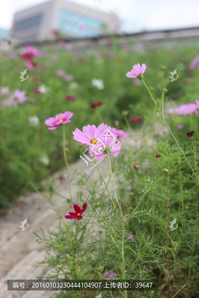 格桑花