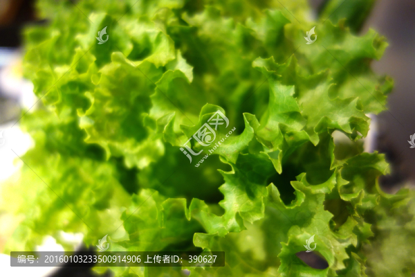 生菜