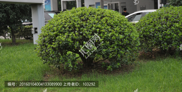 草坪綠植