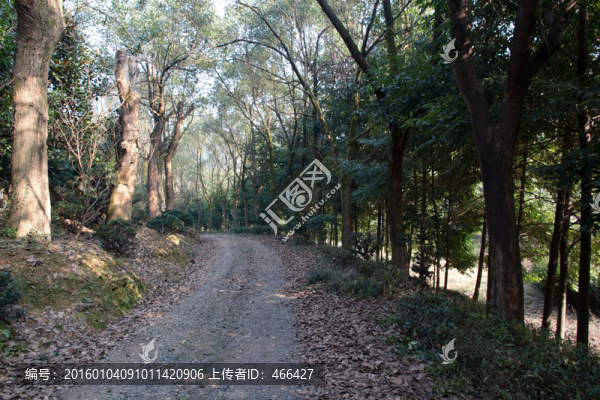 路,樹林