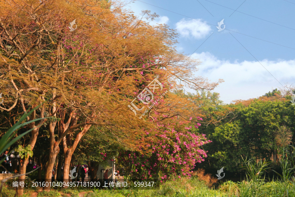 深圳風(fēng)景