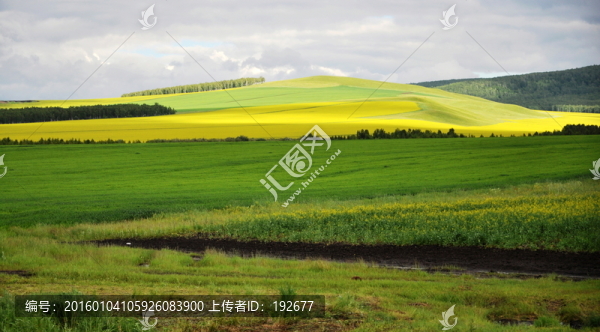 呼倫貝爾大草原
