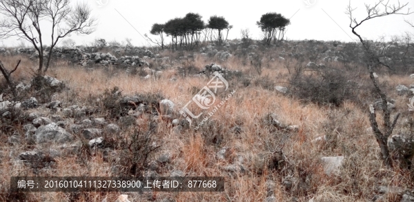 遠(yuǎn)方的樹