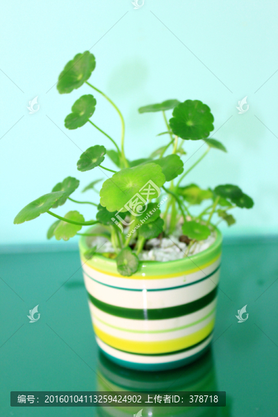 盆栽植物