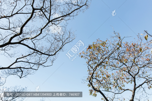 藍(lán)天和樹(shù)