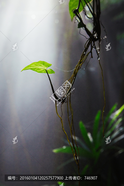 青青世界熱帶雨林