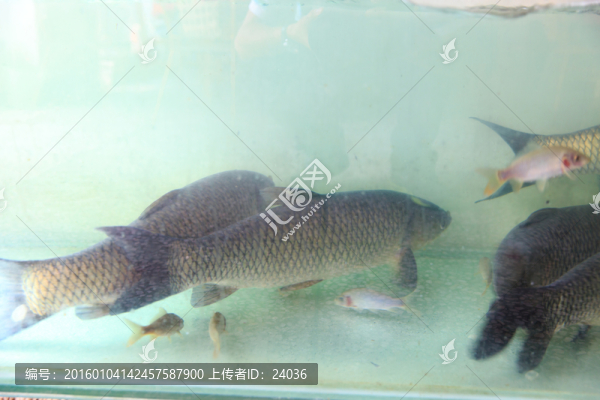 欽州浦北官垌魚