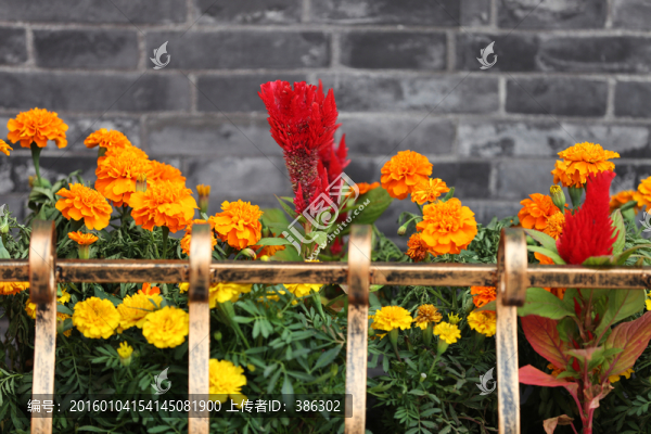 陽(yáng)臺(tái)花卉
