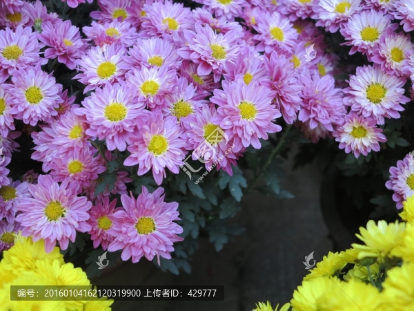 菊花,秋菊