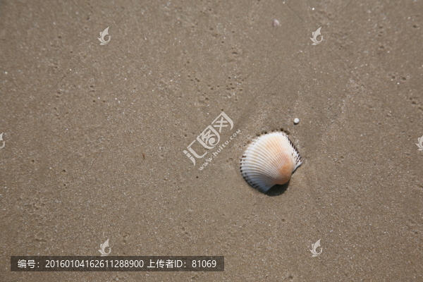 貝殼