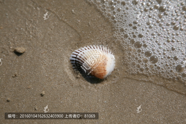 貝殼