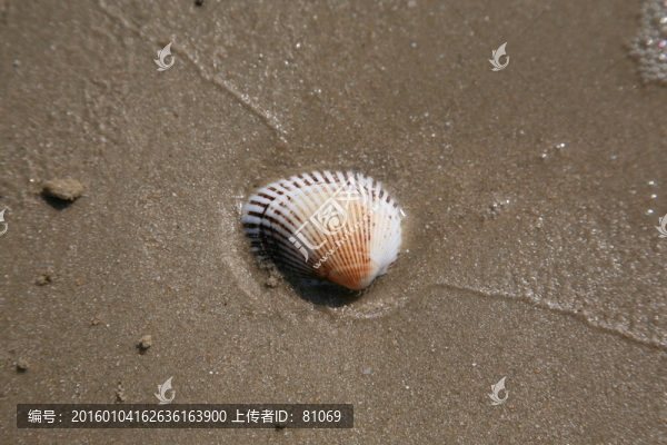 貝殼