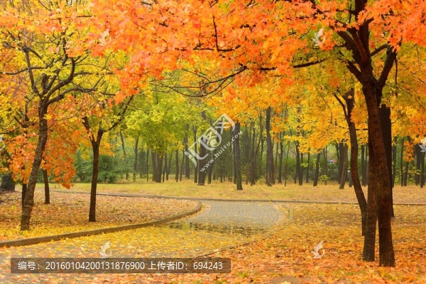 紅黃葉