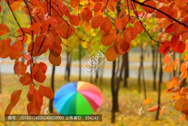 紅葉