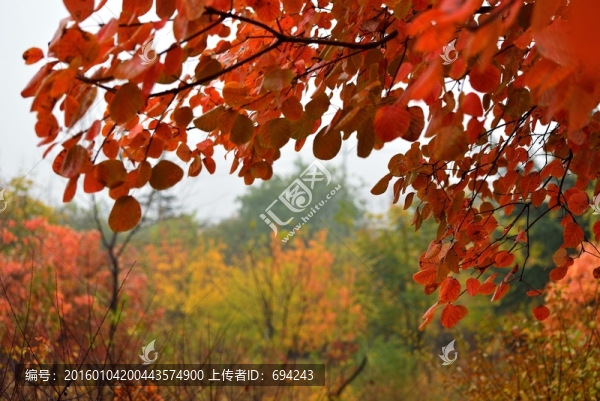 紅葉,紅櫨