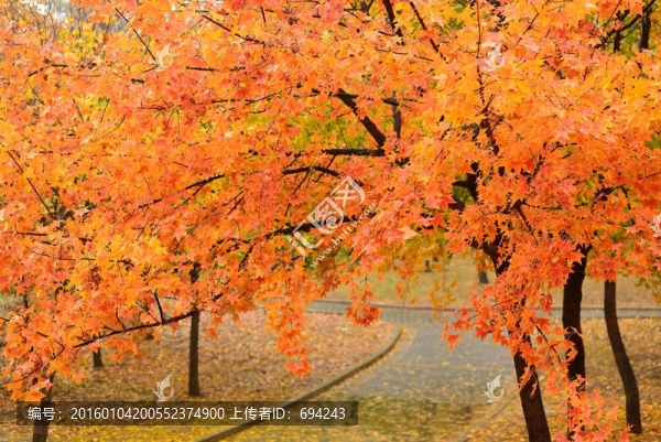 紅葉